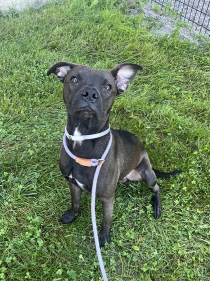 MALCOLM - Pit Bull Terrier / Mix available for adoption