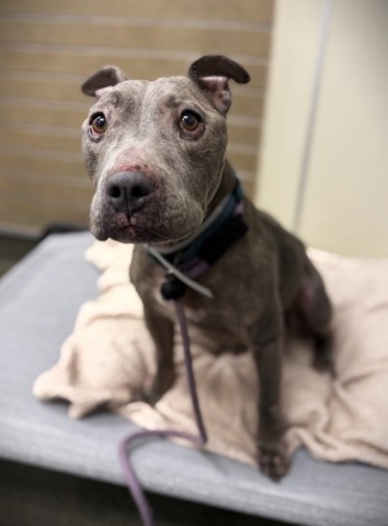 BANKSY - American Staffordshire Terrier / Mix available for adoption