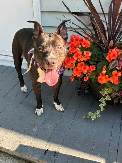 CALLIE - American Pit Bull Terrier / Mix available for adoption