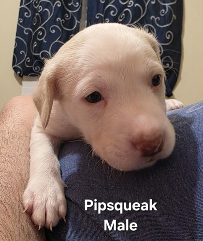PIPSQUEEK(PUP 2)
