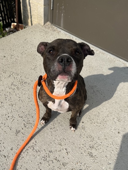 LOUISE - Pit Bull Terrier / Mix available for adoption