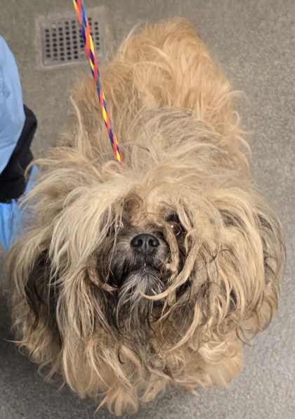 BOBBIE - Mixed Breed, Small (under 24 lbs fully grown) / Mix available for adoption