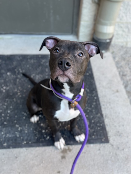 GILBERT - Pit Bull Terrier / Mix available for adoption