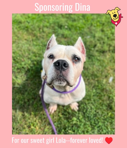 DINA - American Pit Bull Terrier / Mix available for adoption