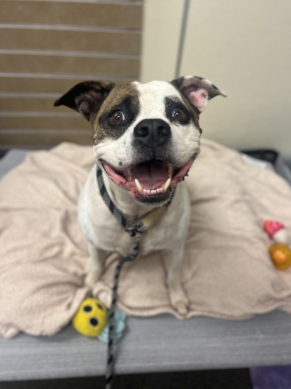 GATOR - American Bulldog / Mix available for adoption