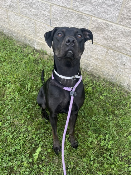 FRANKLIN - Pit Bull Terrier / Mix available for adoption