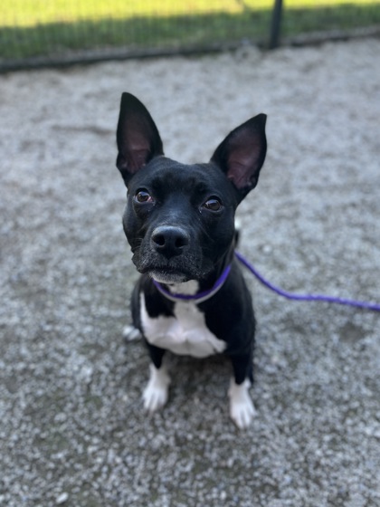 TILLIE - American Pit Bull Terrier / Mix available for adoption