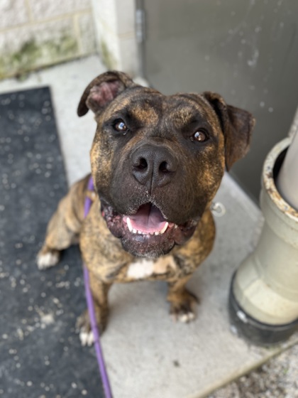 PRESLEY - Pit Bull Terrier / Mix for adoption in Columbus