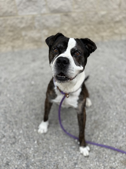 LINUS - Mixed Breed, Large (over 44 lbs fully grown) / Mix available for adoption