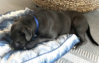 DIESEL - Pit Bull Terrier / Mix available for adoption