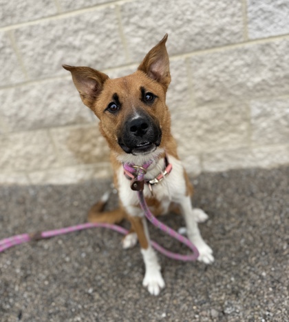 PENNY - Mixed Breed, Medium (up to 44 lbs fully grown) / Mix available for adoption
