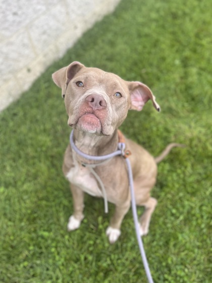FAITH - American Pit Bull Terrier / Mix available for adoption