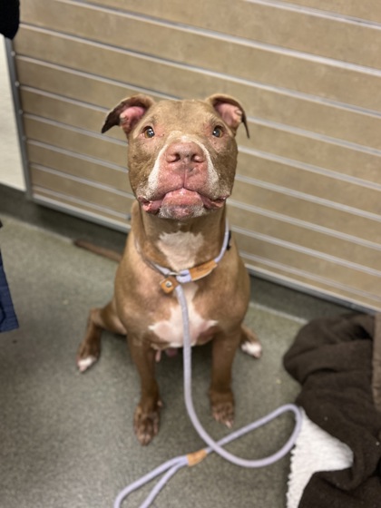 DIESEL - Pit Bull Terrier / Mix available for adoption