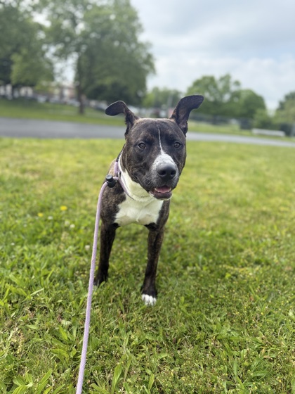 DALE - Pit Bull Terrier / Mix available for adoption