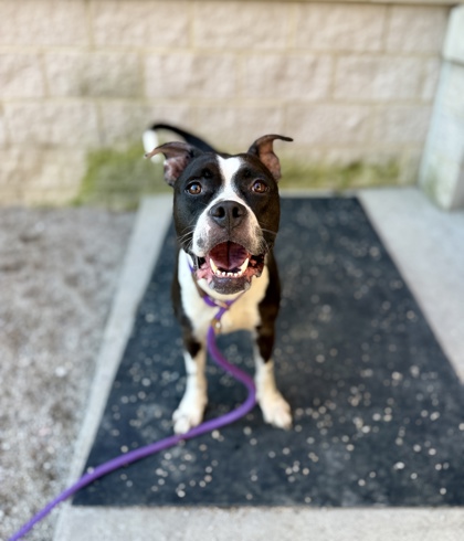 PAYTON - American Pit Bull Terrier / Mix for adoption in Columbus
