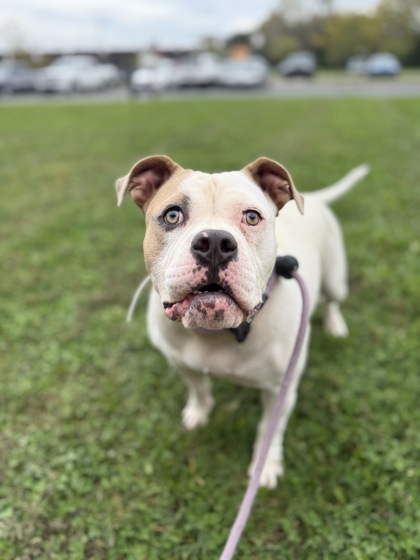 BIG MOMMA - Bully American  - Standard / Mix available for adoption