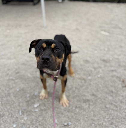 HEIDI - Pit Bull Terrier / Mix available for adoption