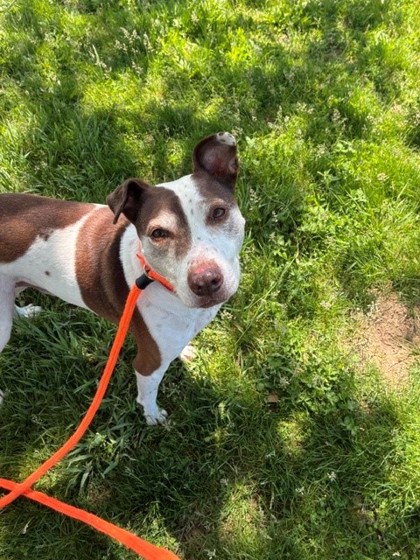 JONESY - Mixed Breed, Medium (up to 44 lbs fully grown) / Mix available for adoption