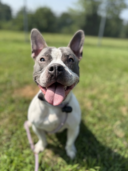 NOEL COOKIE - Bully American - Pocket / Mix available for adoption