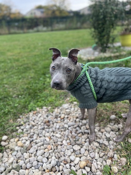 BANKSY - American Staffordshire Terrier / Mix available for adoption