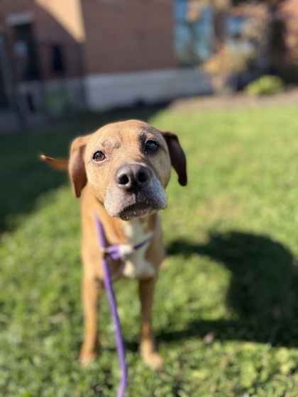 GOLDIE - Mixed Breed, Medium (up to 44 lbs fully grown) / Mix available for adoption