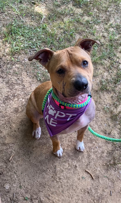 DAMON - Pit Bull Terrier / Mix available for adoption