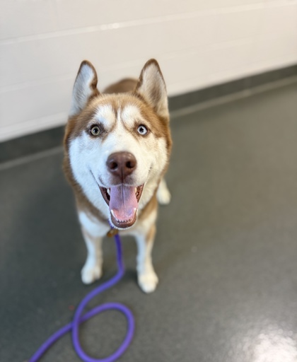 LOBO - Siberian Husky available for adoption