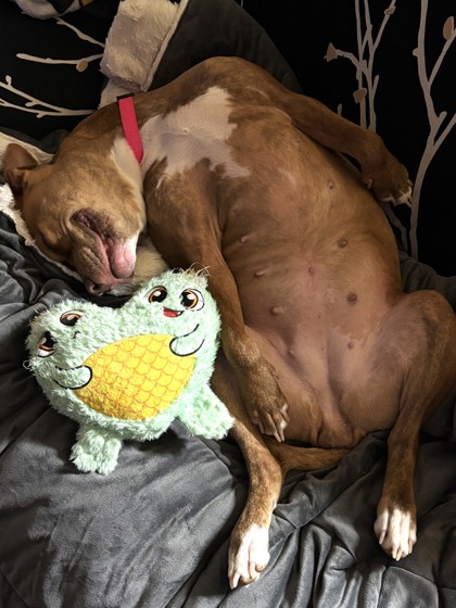 NALA - Pit Bull Terrier / Mix available for adoption