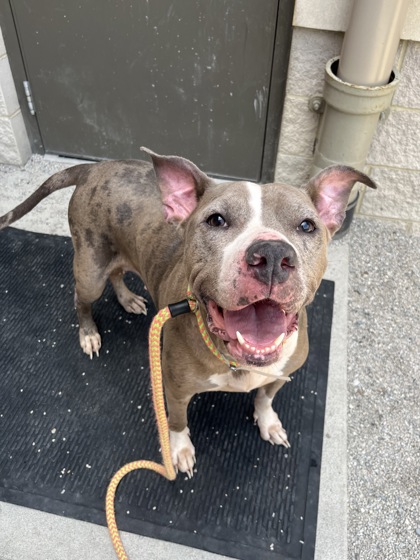 CHEYENNE - American Pit Bull Terrier / Mix available for adoption