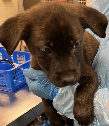HUNTER - Mixed Breed, Medium (up to 44 lbs fully grown) / Mix available for adoption