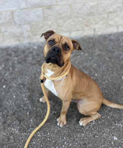 DORITO - Pit Bull Terrier / Mix available for adoption