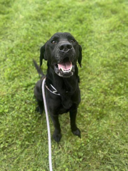 KUJI - Labrador Retriever / Mix available for adoption