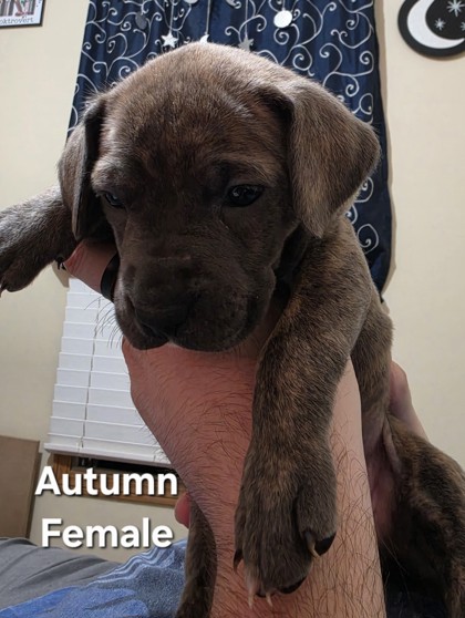 AUTUMN (PUP 4)