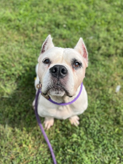 DINA - American Pit Bull Terrier / Mix available for adoption