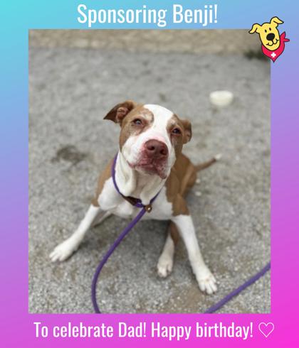 BENJI - Pit Bull Terrier / Mix for adoption in Columbus