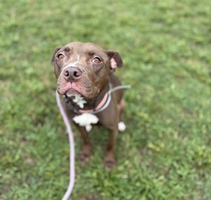 PATSY - Pit Bull Terrier / Mix available for adoption