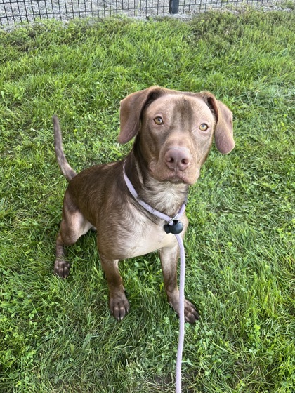 HAMILTON - Mixed Breed, Medium (up to 44 lbs fully grown) / Mix available for adoption