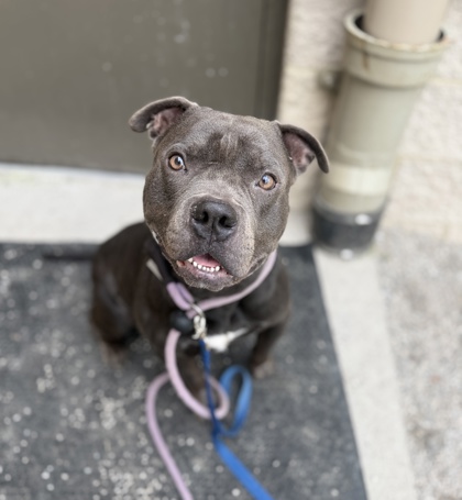 ACHILLES - American Staffordshire Terrier / Mix available for adoption