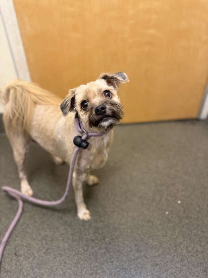 BABZ - Mixed Breed, Small (under 24 lbs fully grown) / Mix available for adoption