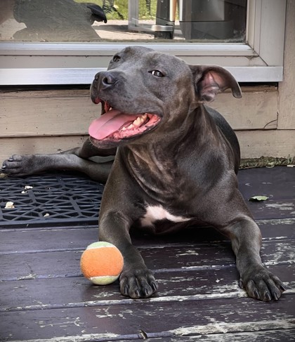 STACY - Pit Bull Terrier / Mix available for adoption