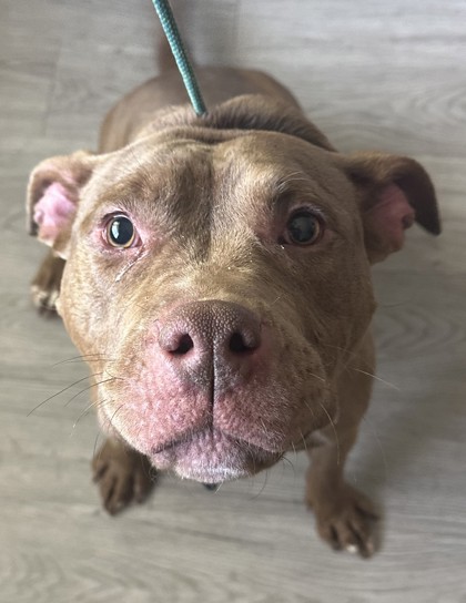 BRITTANY - Pit Bull Terrier / Mix available for adoption