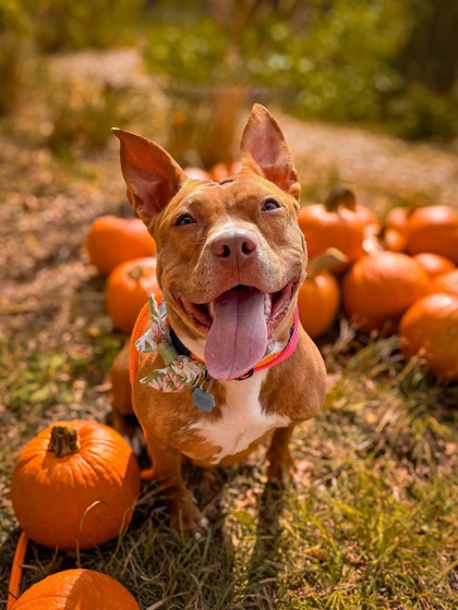 NALA - Pit Bull Terrier / Mix available for adoption