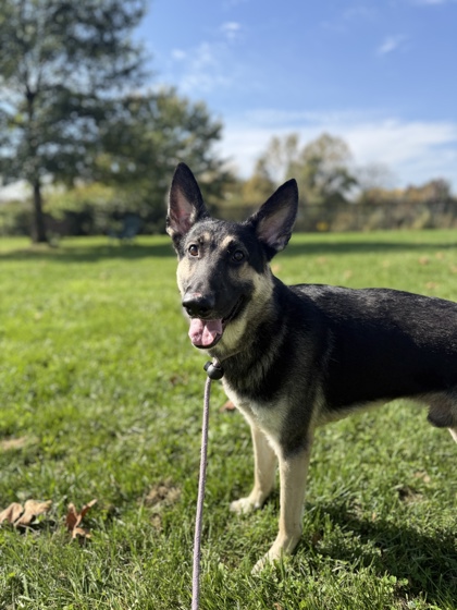 CODY - German Shepherd available for adoption