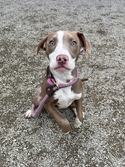 HOPE - Pit Bull Terrier / Mix available for adoption