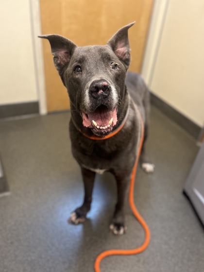 CESAR - American Pit Bull Terrier / Shepherd available for adoption