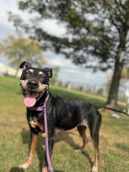 DAPHNE - Mixed Breed, Medium (up to 44 lbs fully grown) / Mix available for adoption