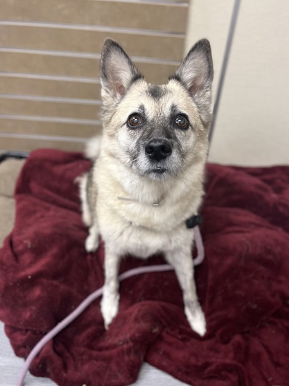 CHRISSY - Norwegian Elkhound / Mix available for adoption