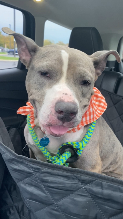 CHEYENNE - American Pit Bull Terrier / Mix available for adoption