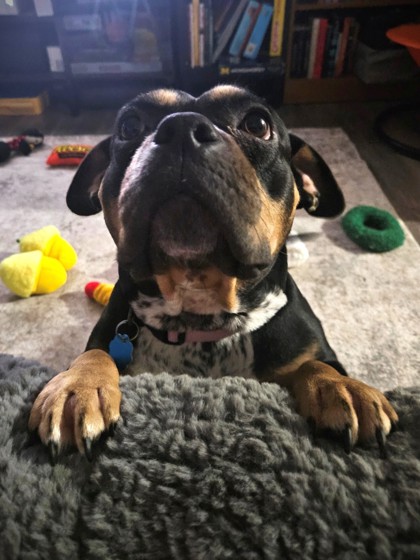 KARA- FOTS - Bully American - Pocket / Mix available for adoption