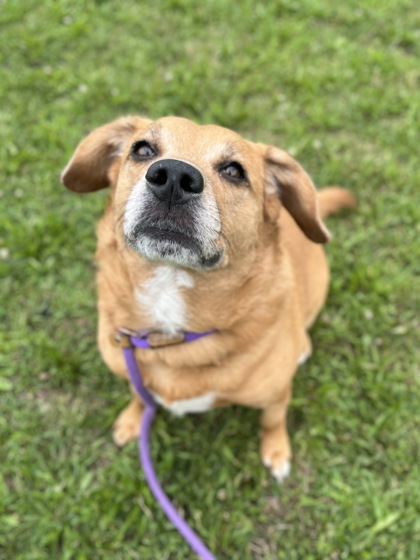 ROWDY - Mixed Breed, Large (over 44 lbs fully grown) / Mix available for adoption